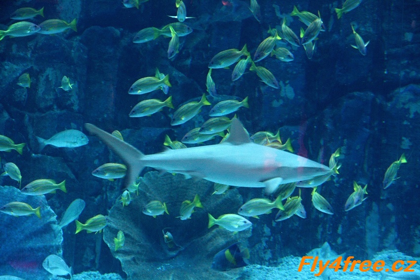img00045.jpg