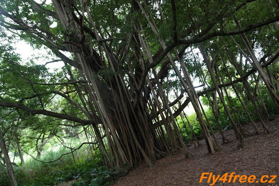 img00046.jpg
