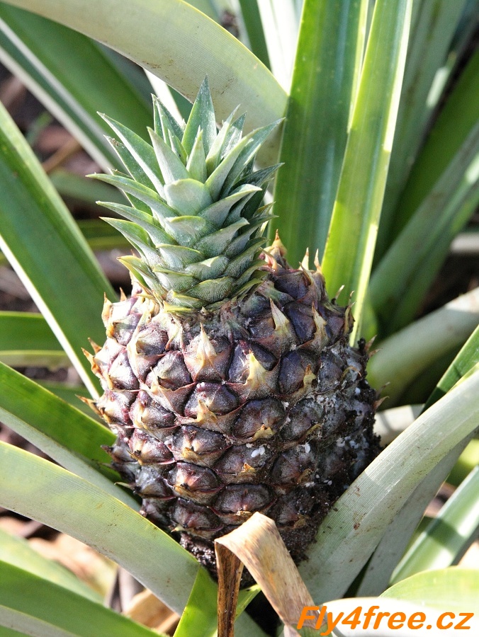 img00043.jpg