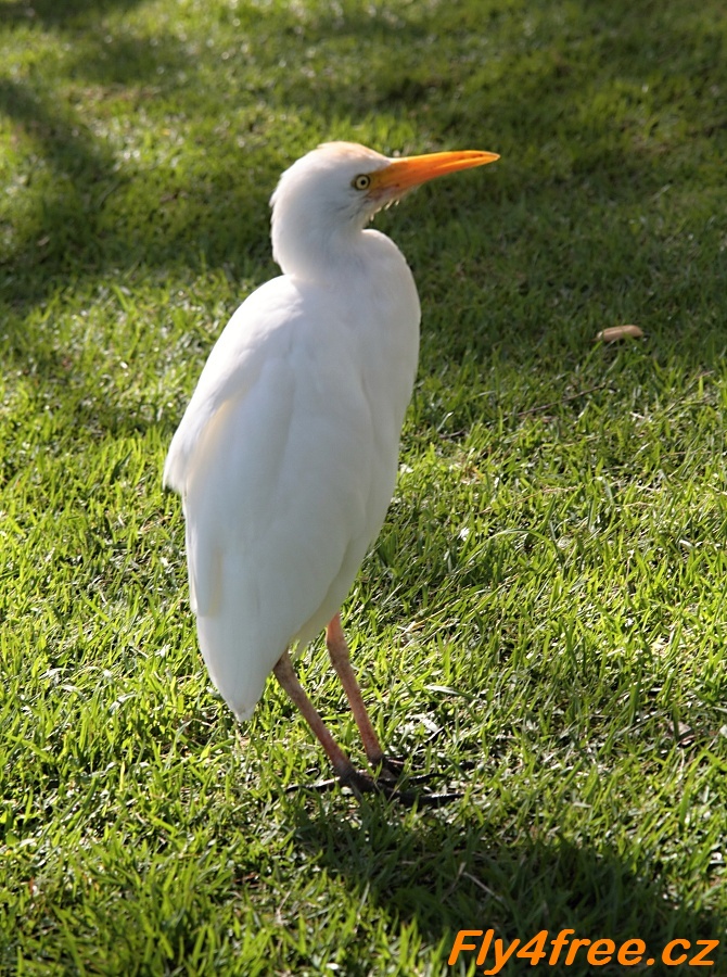 img00059.jpg