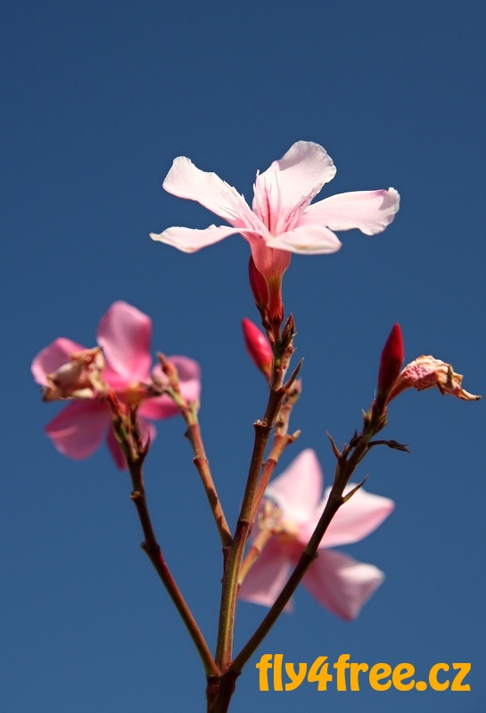 img00064.jpg