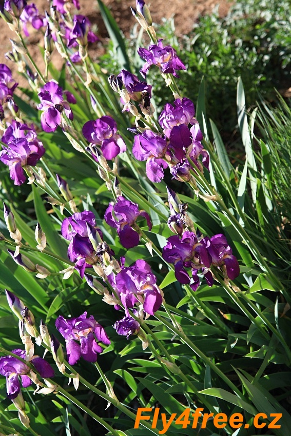 img00050.jpg
