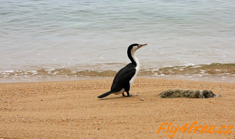 img00026.jpg