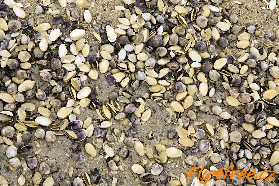 img00029.jpg