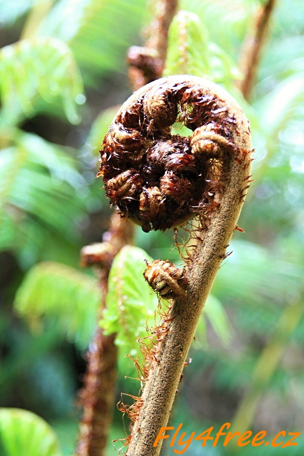 img00030.jpg