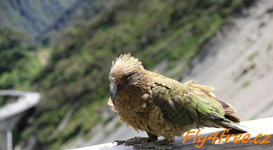img00038.jpg