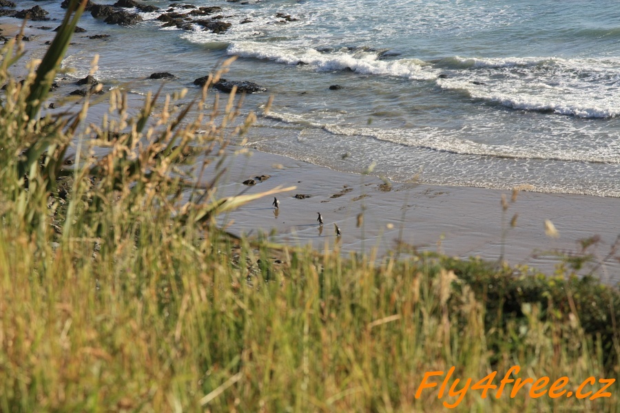 img00117.jpg