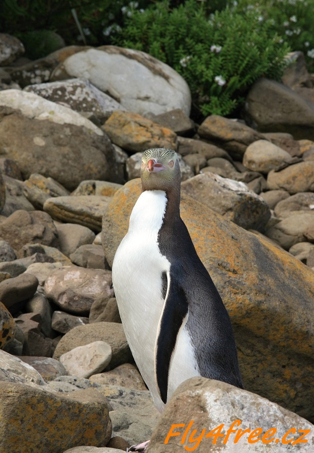 img00119.jpg