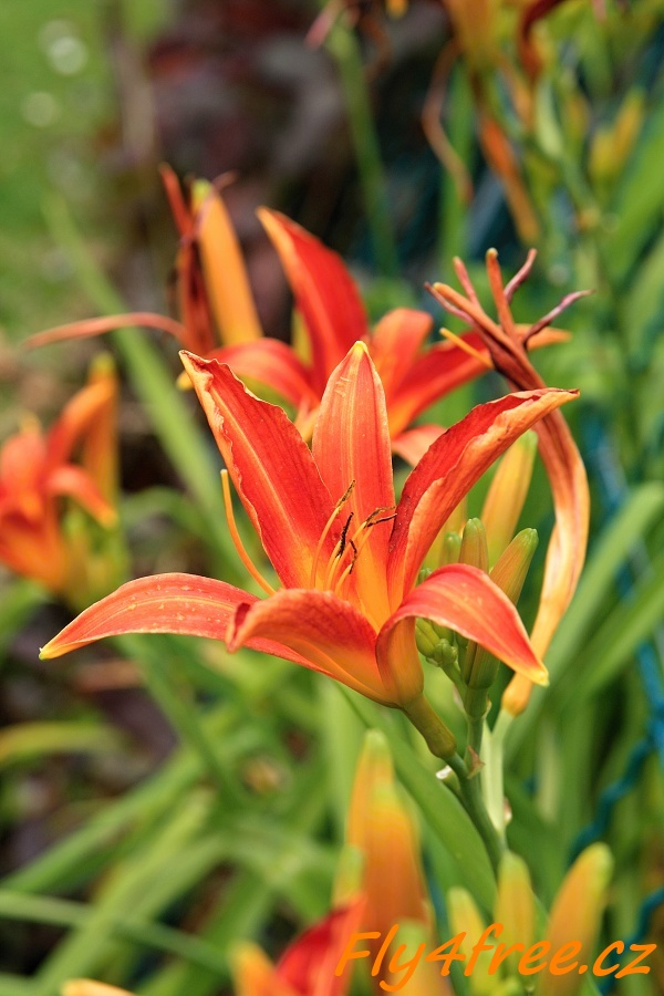 img00133.jpg