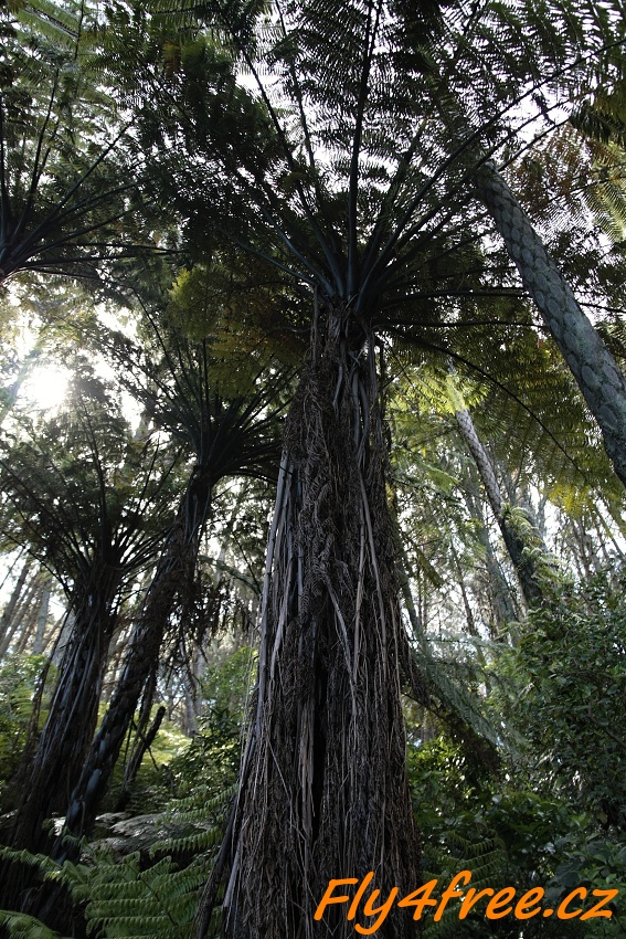img00010.jpg