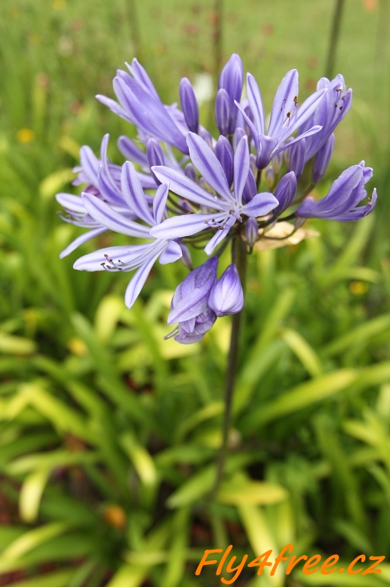 img00095.jpg