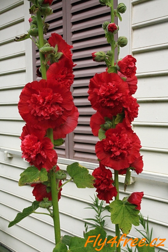 img00096.jpg