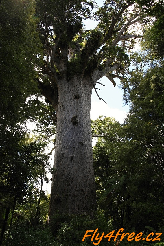 img00118.jpg