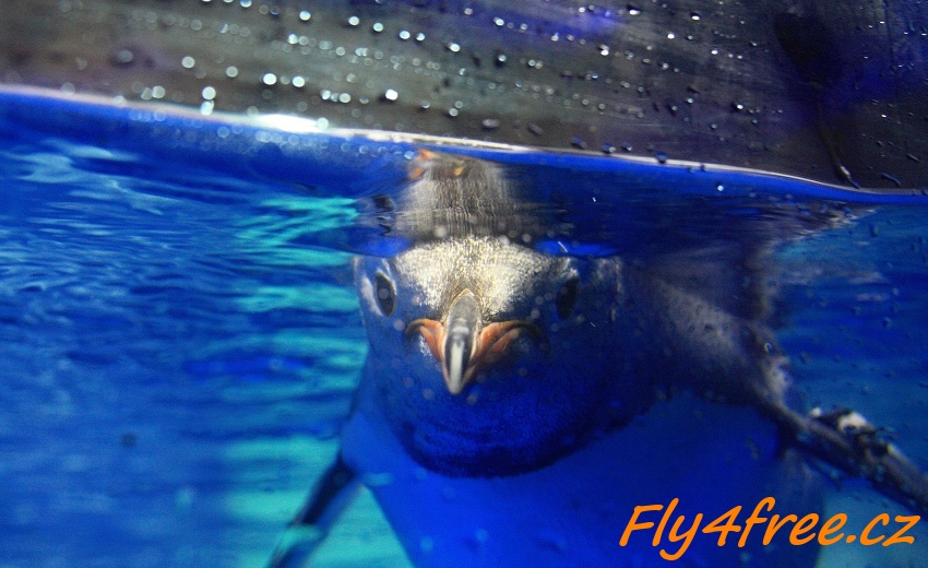 img00129.jpg