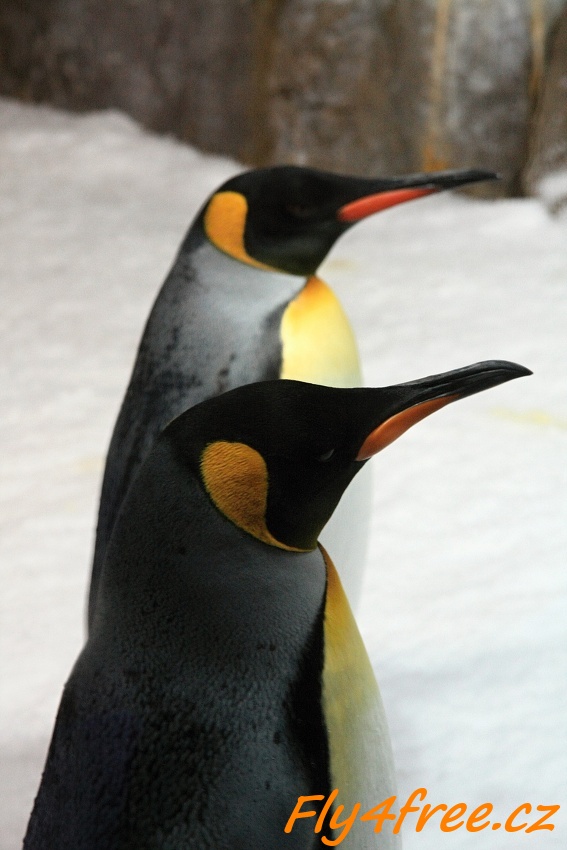 img00131.jpg