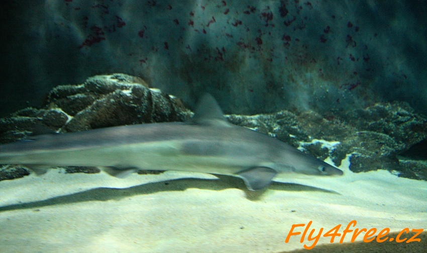 img00132.jpg