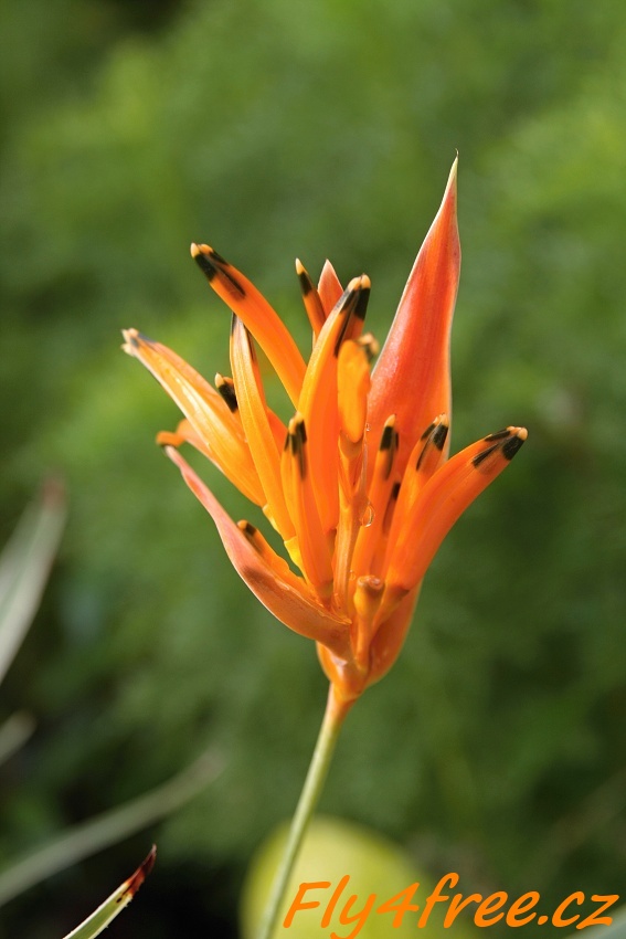 img00069.jpg