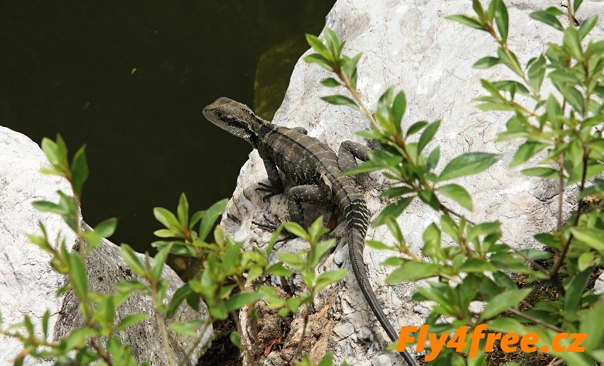 img00039.jpg